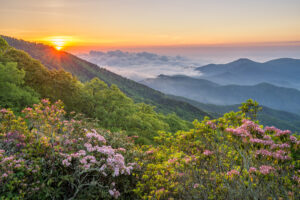 mountains outside of Lenoir NC during spring time, flowers are in bloom in the foreground