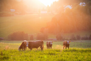 cows in a field in Banner Elk NC as the sun rises behind them