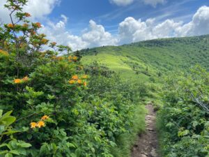 rolling green hills and trees in Ashe County